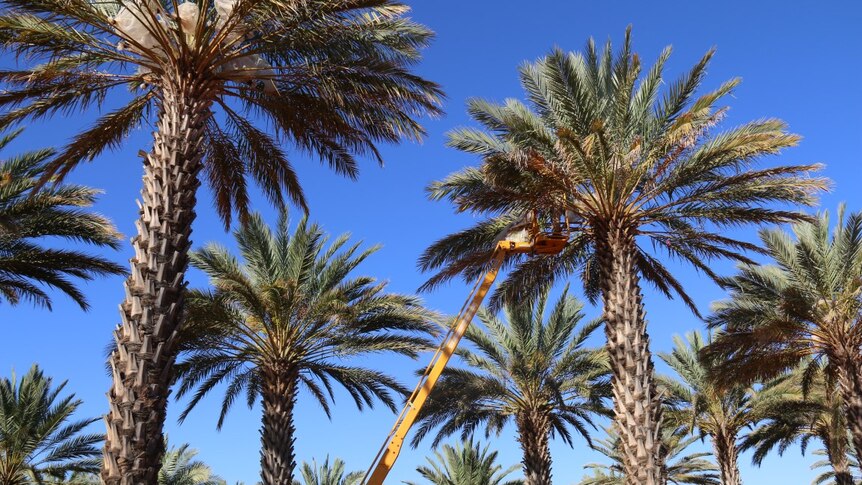 A crane amongst palm trees
