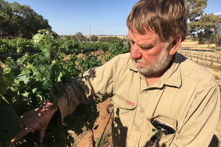 Man in work short looks at grape vines under a hot sun.