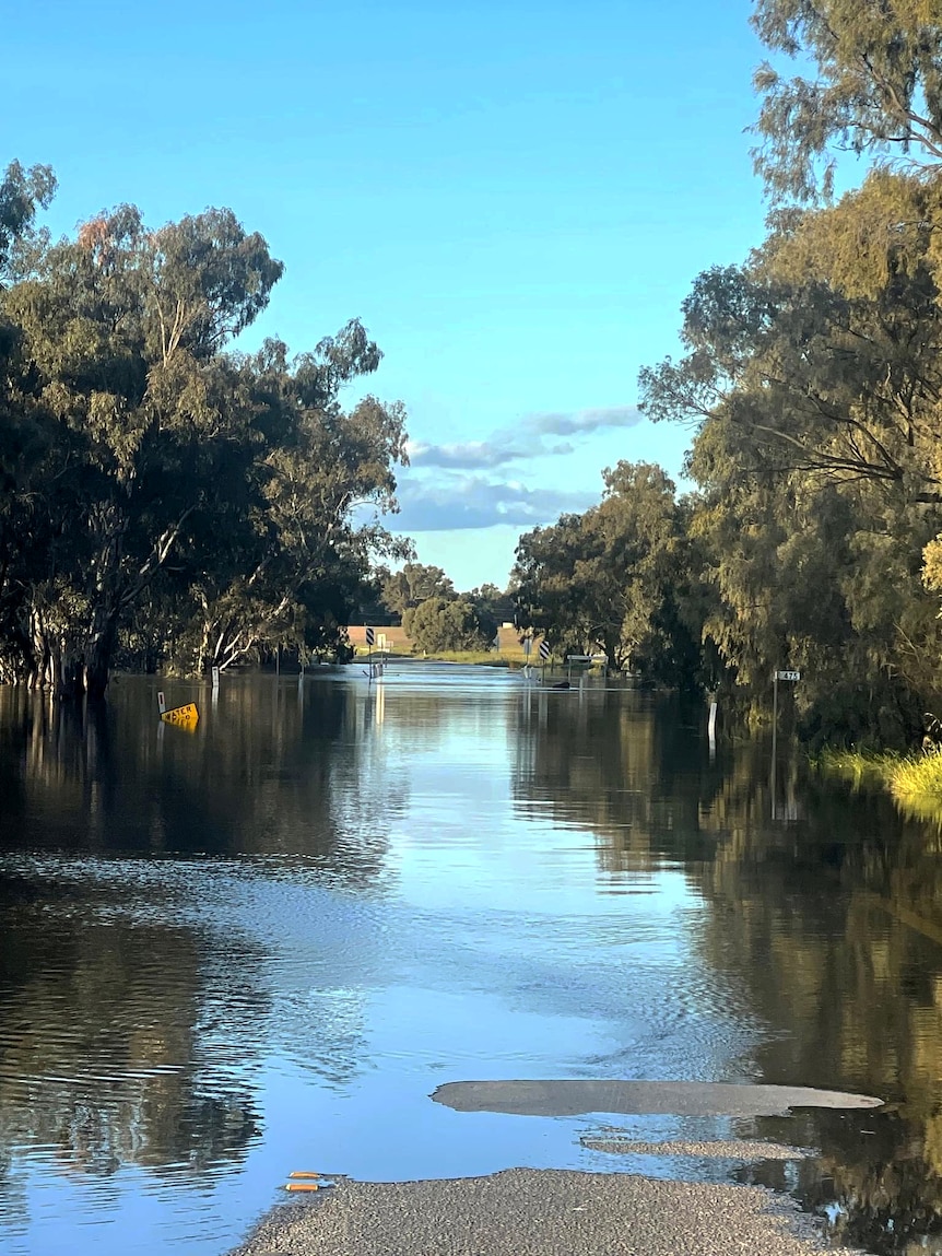 Floodwaters cover a highway bordered by gum trees and grassland