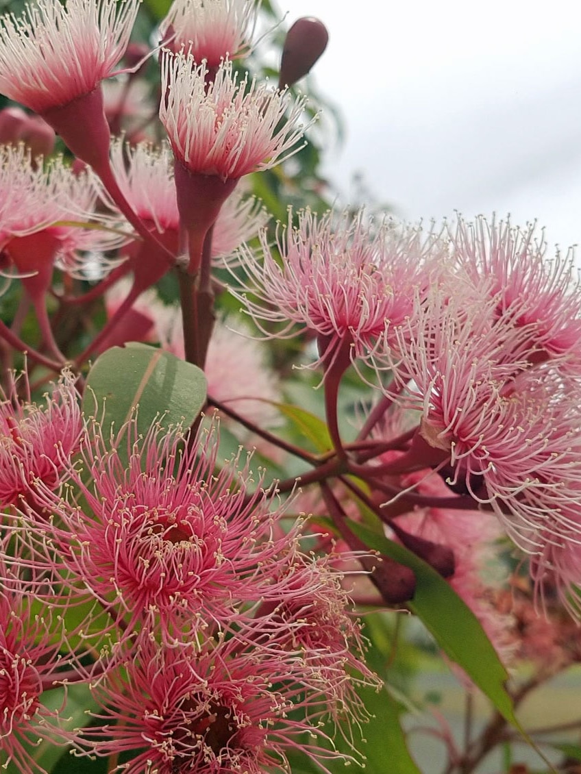 Flowers of the Red Flowering Gum.
