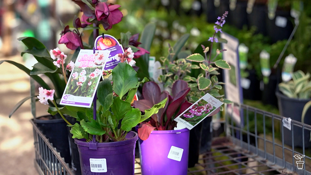 Shade Made Shade Made