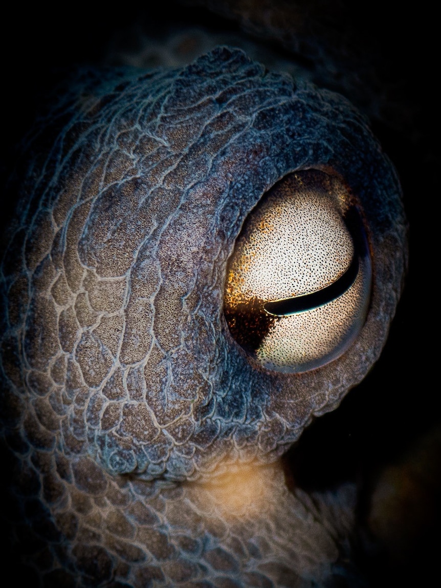 A close-up macro photo of an octupos' eye with lines of skin around it.