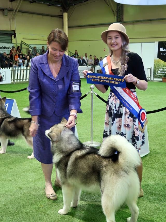 Two women, one holding a blue ribbon stand next to a husky in a dog show arena.