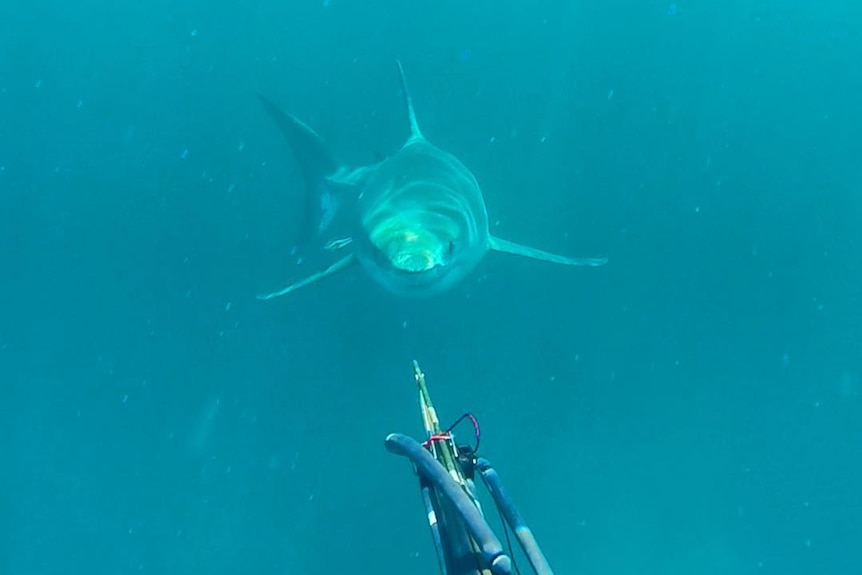 A speargun pointed at a shark, just metres away
