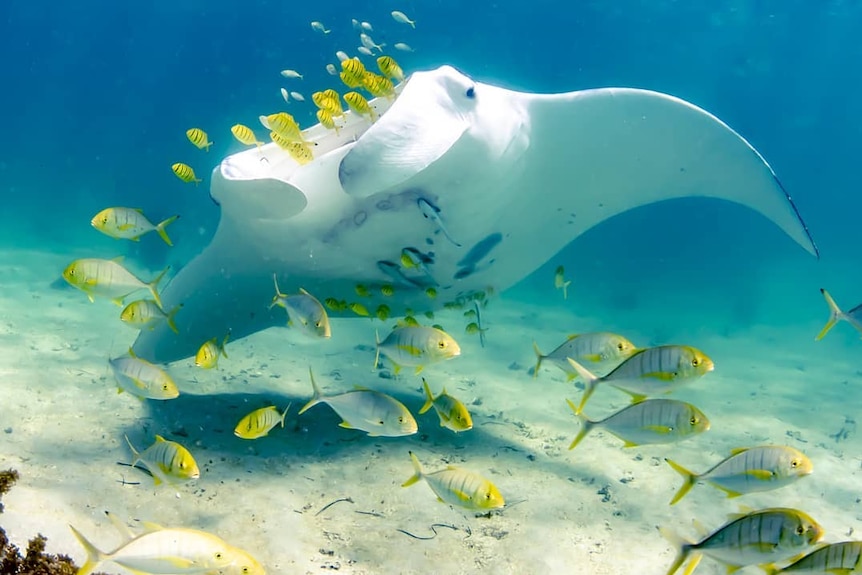 Small yellow fish swim with a manta ray.