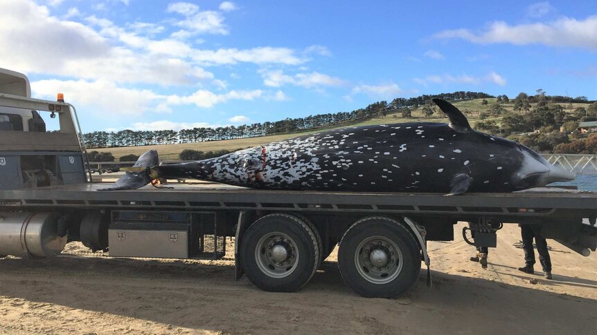 A whale on the back of a truck.