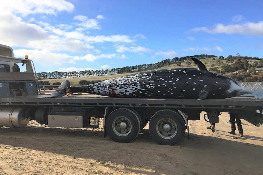A whale on the back of a truck.
