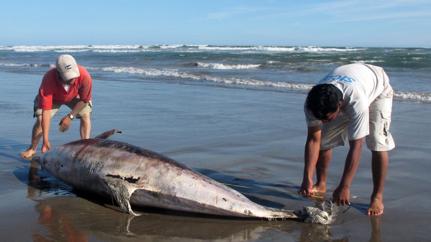 A dead dolphin on a beach in Peru