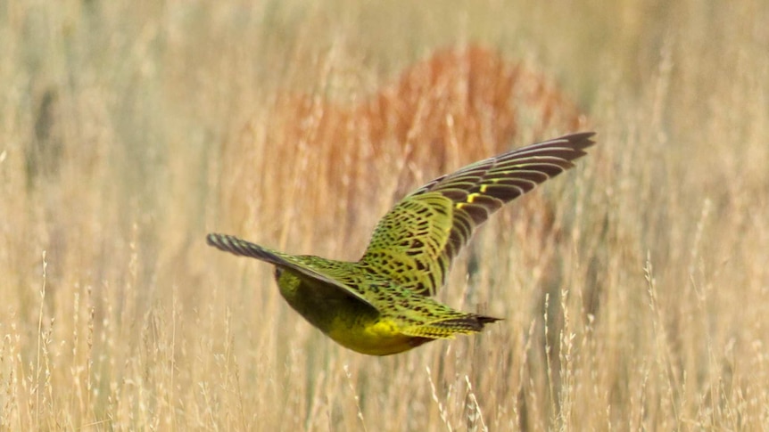 Night Parrot flying.