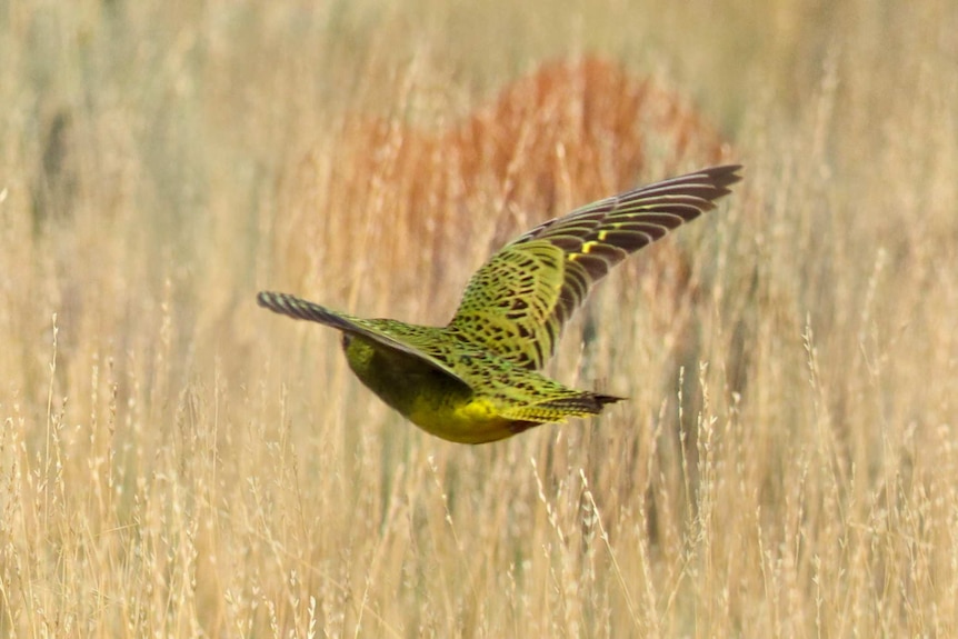 Night parrot in flight