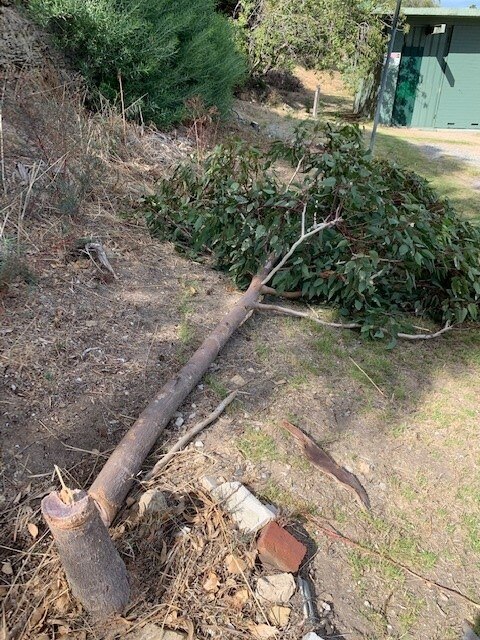 Cut off tree trunk on Riverside road, East Fremantle