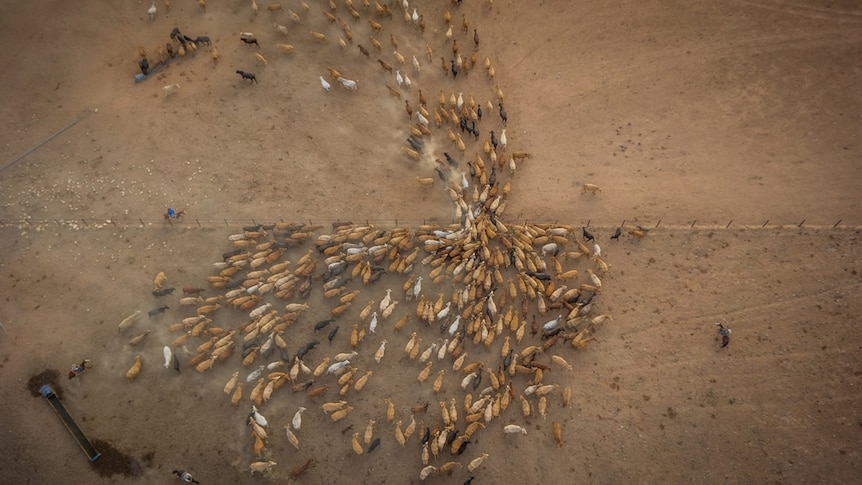 Aerial shot of cattle being yarded at Lake Nash station on the QLD NT border.