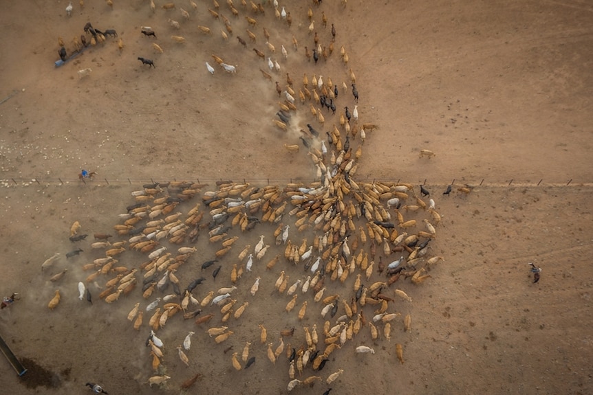 Aerial shot of cattle being yarded at Lake Nash station on the QLD NT border.