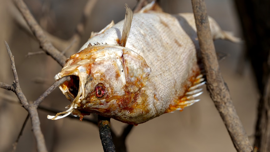 a fish carcass impaled on sticks