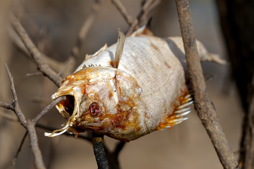 a fish carcass impaled on sticks