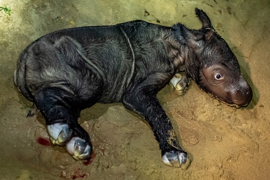 A close up of a small Sumatran rhinoceros calf, lying on sand with small bits of blood around it