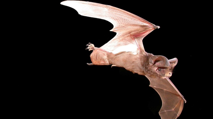 Microbats could be the key to fighting off pest insects destroying grapes