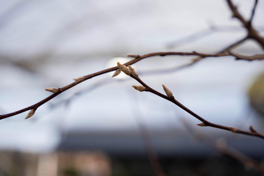 Small buds on a couple of twigs, against an out-of-focus background.