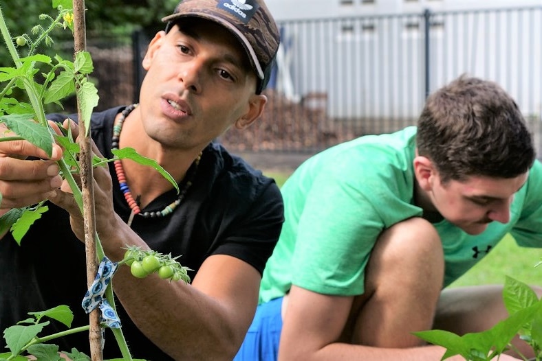 Young male support worker and client crouching next to garden bed, pruning tomato plant.