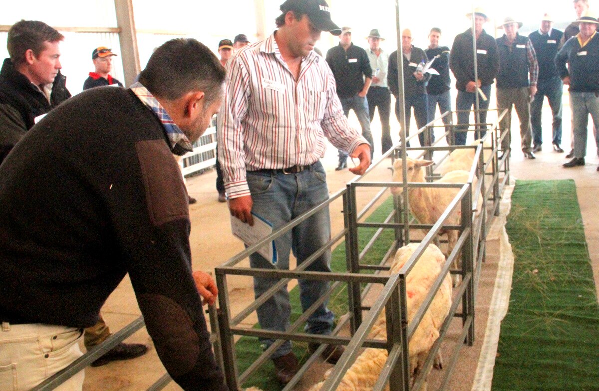 Breeding Values divide in merino circles - ABC News