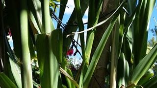 Green stems of sugarcane close up.