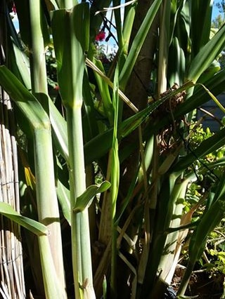 Green stems of sugarcane close up.