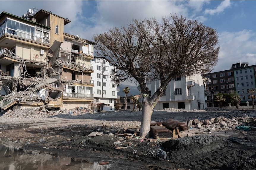 A lone tree stands on a street covered in rubble near the harbour.