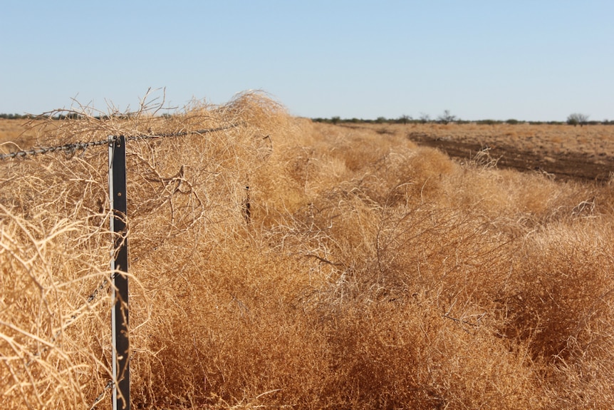 A fence that's impossible to see for all the dry roly-poly weed piled up against it.