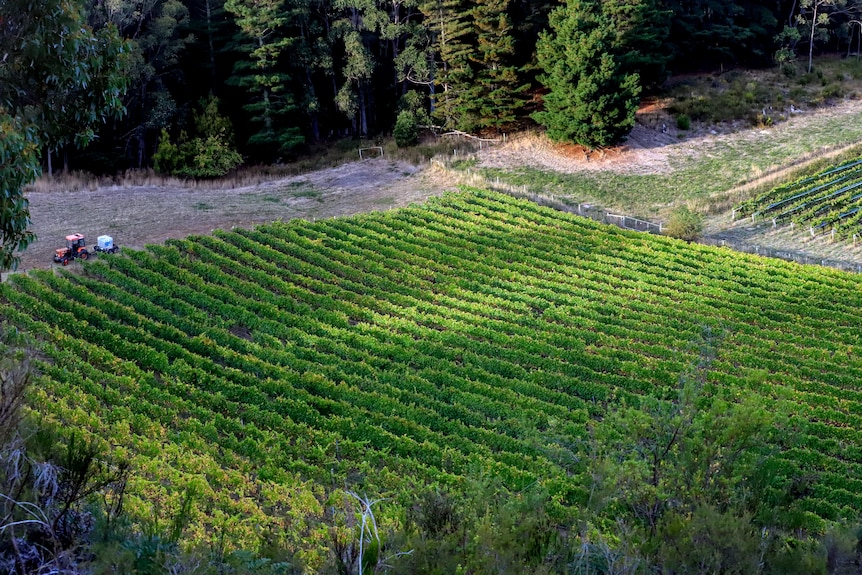 overhead perspective of vineyard, with rows of green vines and forest in background