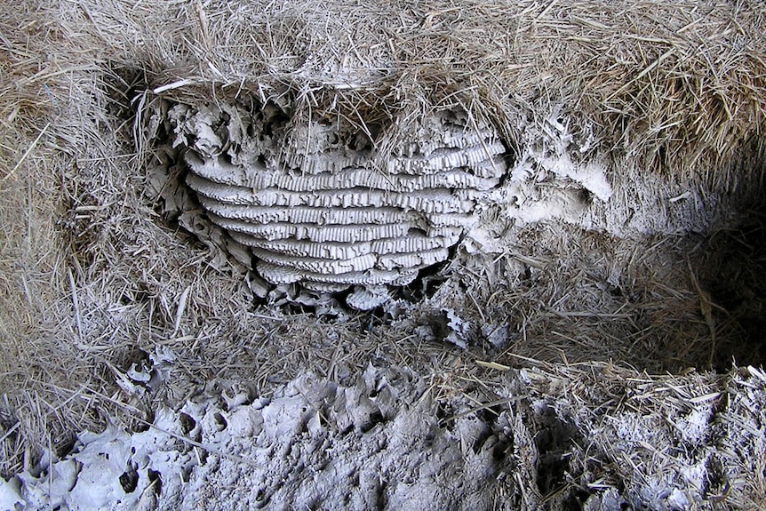 European wasp nest in hay bales.