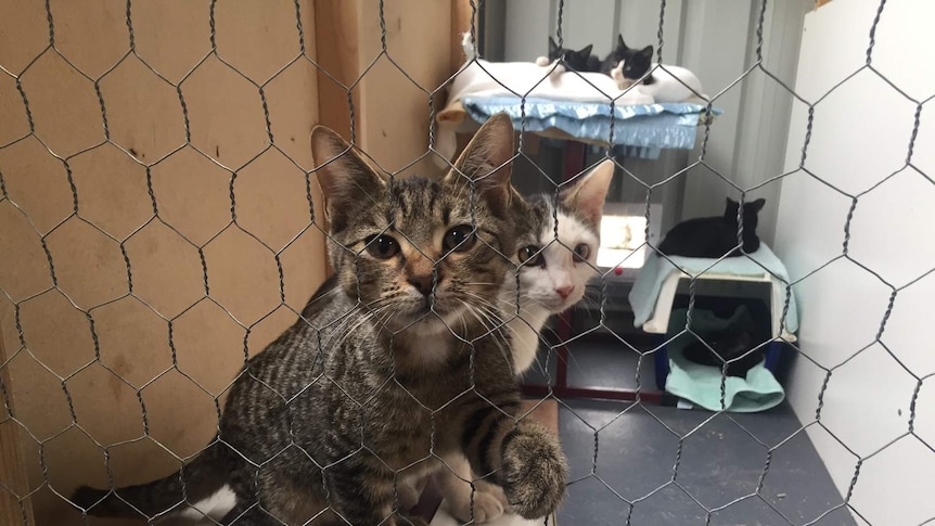Cats in a cage at a Tasmanian animal shelter.