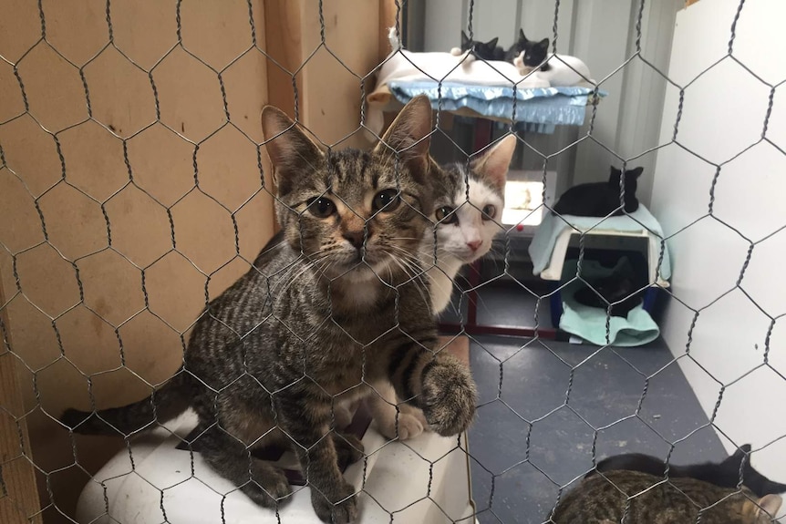 Cats in a cage at a Tasmanian animal shelter.