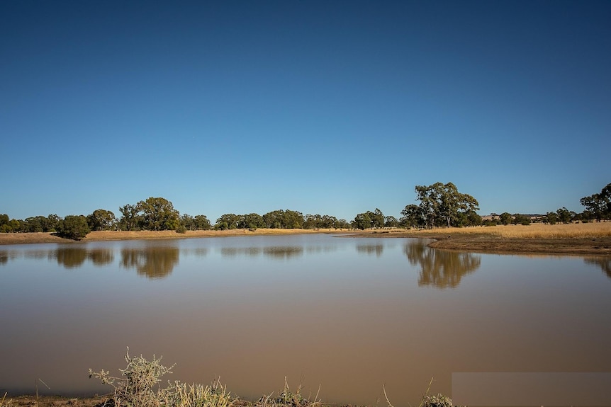 A muddy dam or lake spreads across the horizon, with yellow grasses and gum trees on the far bank.