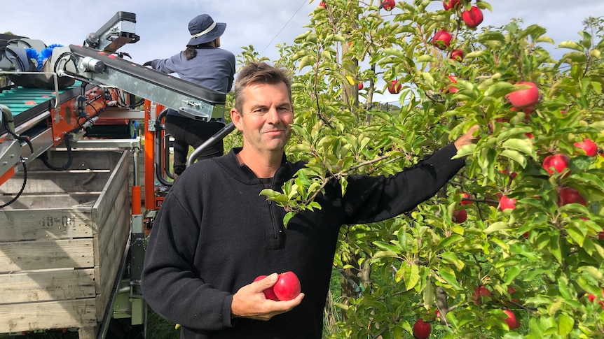 Andrew Smith reaches for an apple while others pick fruit