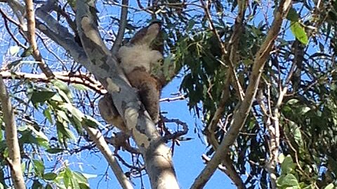 The koala had a broken leg