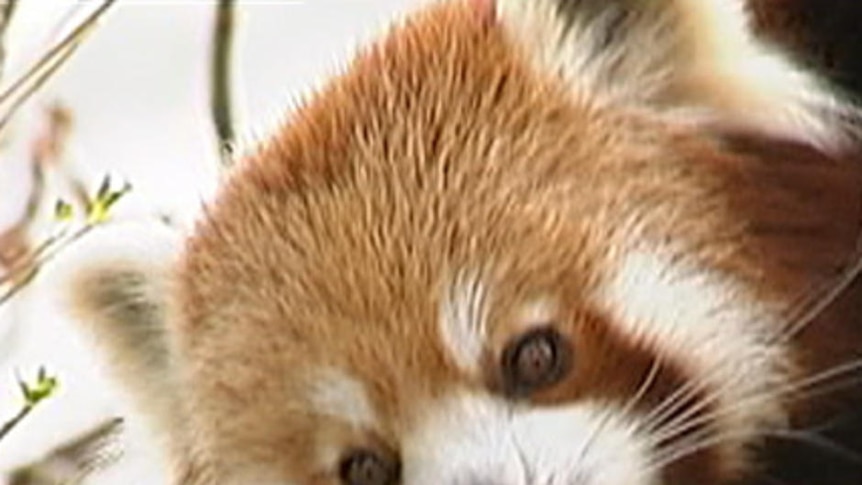 Perfect timing: Female red pandas are only fertile for up to 24 hours each year.