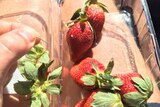 Punnet of strawberries with a hand holding a small needle.