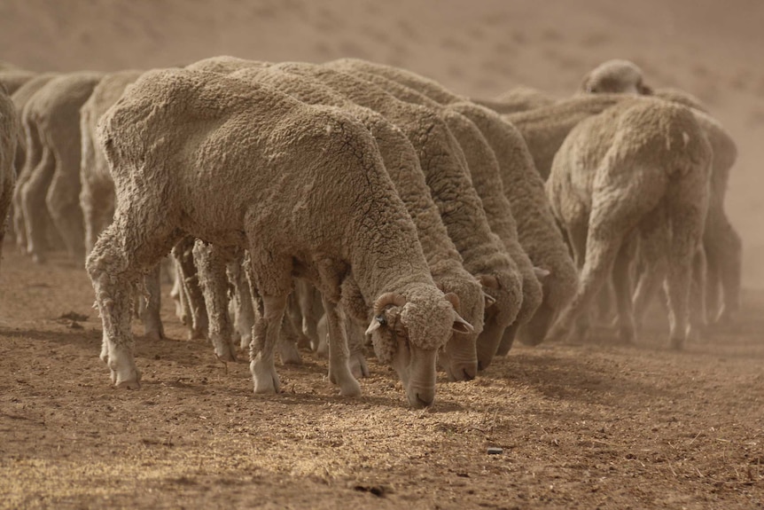 Four sheep in a row eat feed off the dry ground.