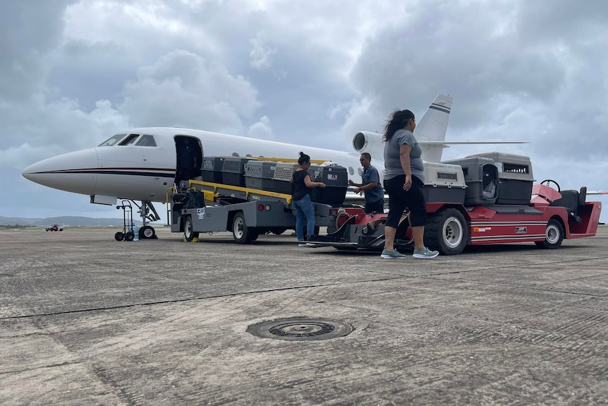 Dog carrier cages on conveyerbelt being taken onto a plane. 