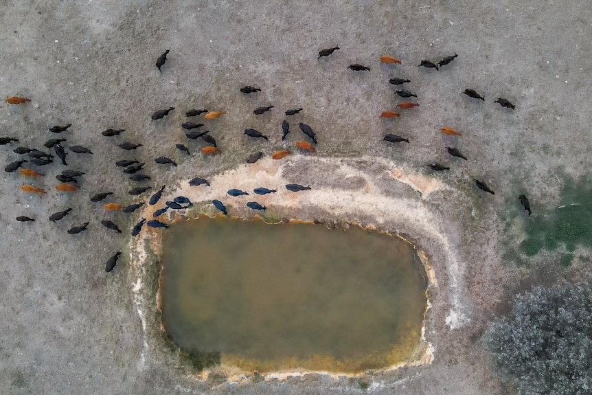 A drone shot looking down on the backs of cattle around a dam in a paddock