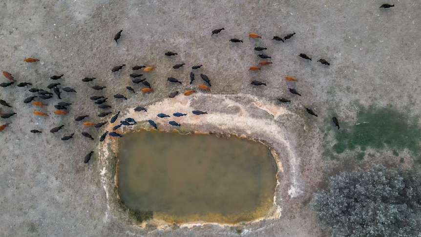 A drone shot looking down on the backs of cattle around a dam in a paddock