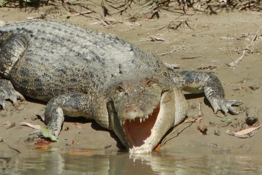 A crocodile by a muddy bank has its mouth open. 