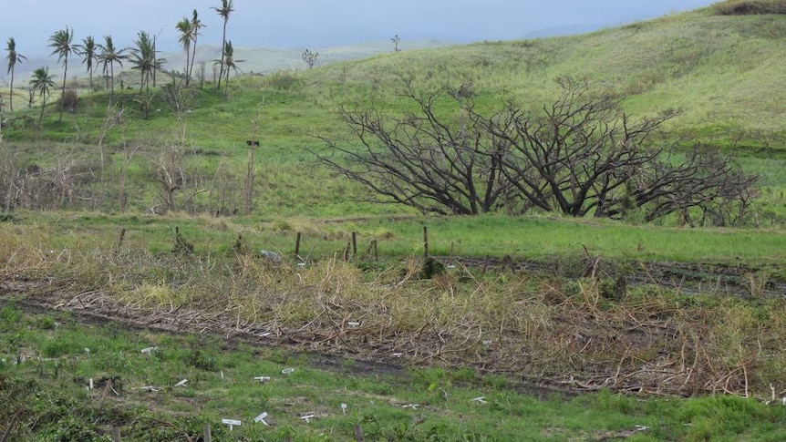 A small tropical farm plot is lays in ruins