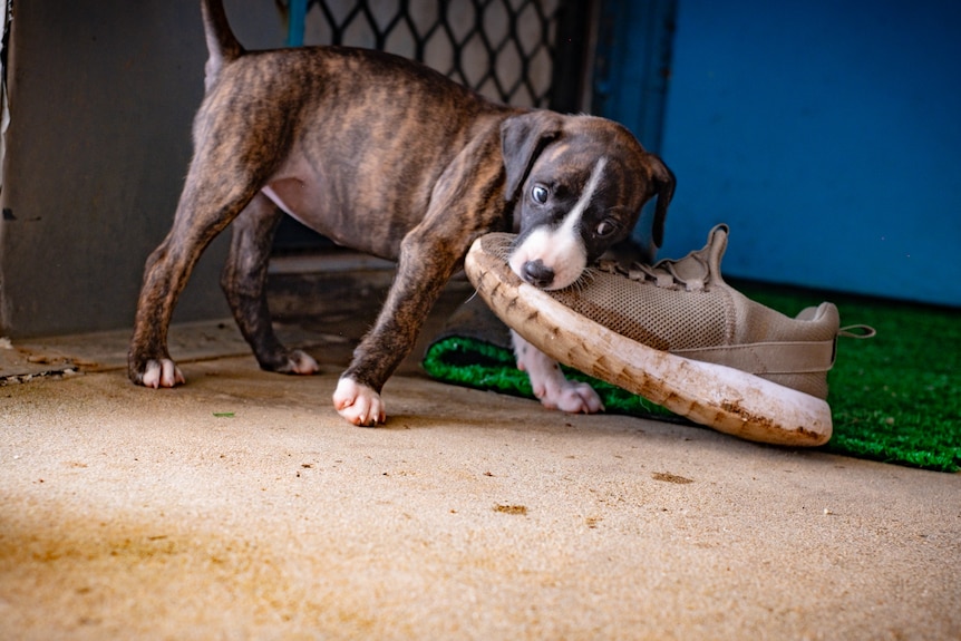 Puppy playing with a shoe.