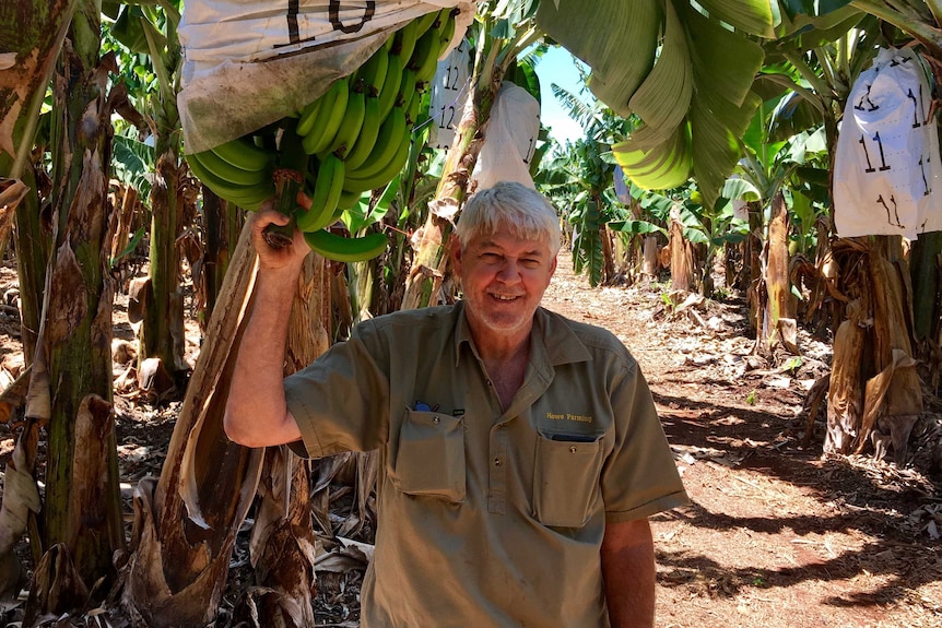 A banana grower stands beneath a large, green bunch of banana under a protective bag on the tree