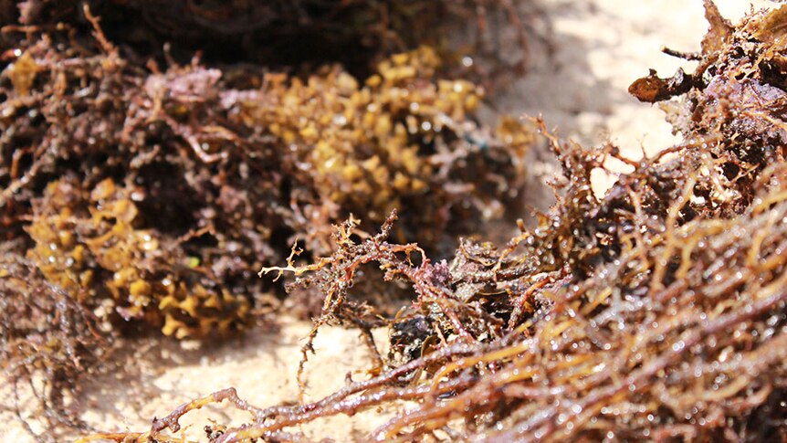 Brown seaweed is covering Queensland's reefs, say experts.