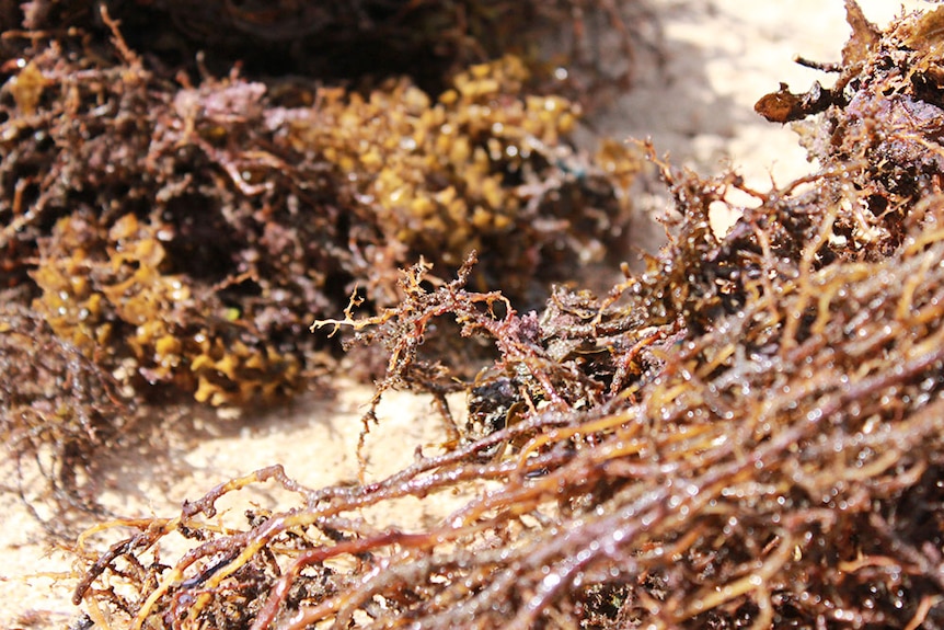 Brown seaweed is covering Queensland's reefs, say experts.