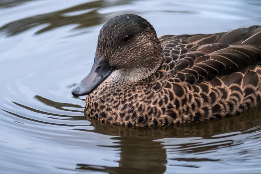 There is a picture of a brown duck floating on some water.