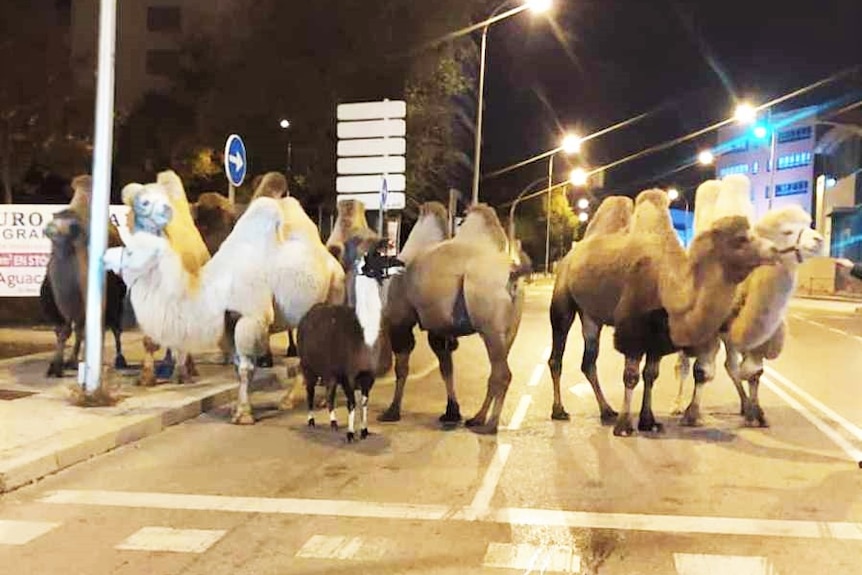 a group of brown, white, grey camels and a llama gather under street lights on a road at night. 