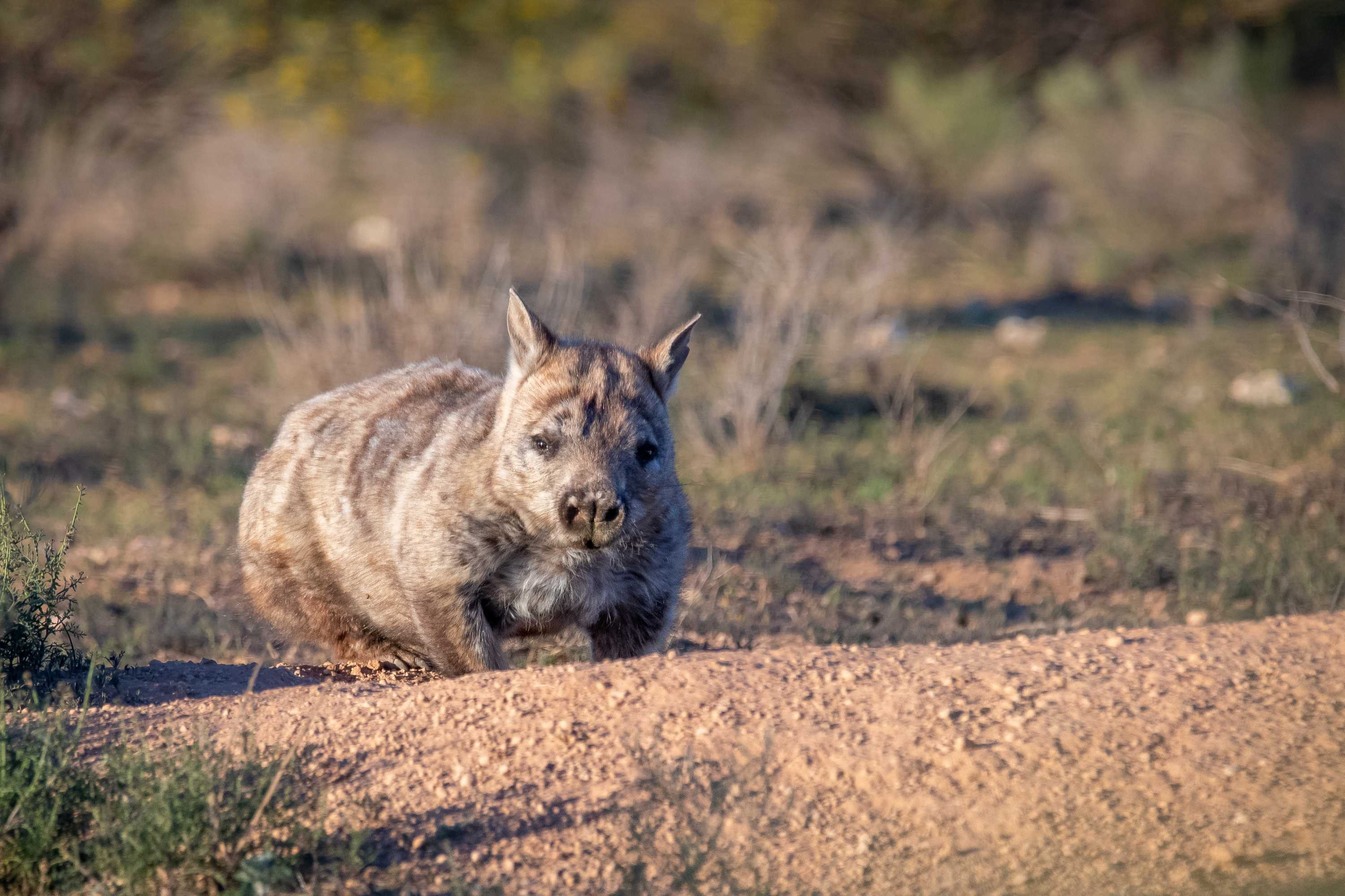 Hundreds of wombats detected with satellite technology in SA Murray ...